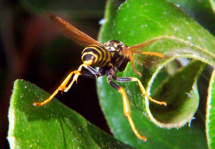 Le meraviglie  Polistes allistituto di bellezza